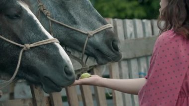 Genç, mutlu bir kadın atı besleyip okşuyor. Orta çekim