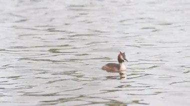 Büyük ibikli bir balık yakalar ve suya dalardı.