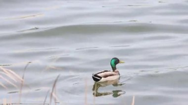 Güzel erkek yaban ördeği sakin bir gölde huzur içinde yüzer ve doğal ortamının tadını çıkarır.