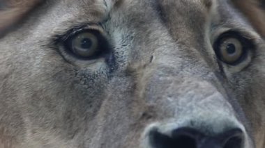 Görkemli dişi aslan dikkatle hayvanat bahçesinin etrafını sarıyor.