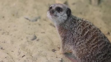 Hayvanat bahçesindeki kumlu yaşam alanını araştıran ilginç mirket.