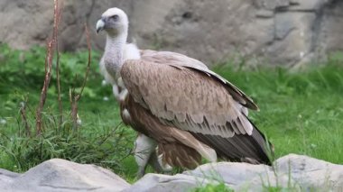 Griffon akbabası hayvanat bahçesindeki yeşil çimlerde yürüyor.