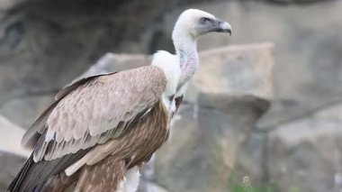 Griffon akbabası kafasını hayvanat bahçesinin içinde çeşitli yönlere çevirir.