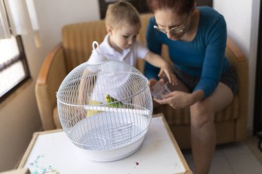 Anne ve oğul evlerinde beyaz bir kafeste muhabbet kuşları için yemek hazırlıyorlar.