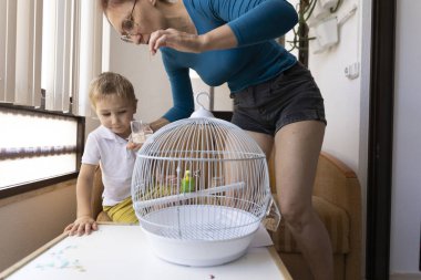 Anne ve oğul evcil papağanlarına bakıyor, onu besliyor ve suyunu değiştiriyor.
