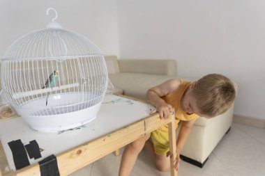 Küçük bir çocuk kafesinin içindeki küçük bir masaya yerleştirilmiş muhabbet kuşuna bakıyor.