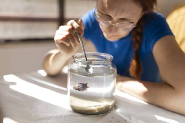 Veteriner güzel bir betta balığını kaşıkla cam kavanozda besliyor.