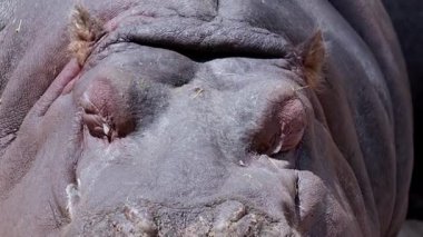 Suaygırı yerde dinleniyor, kısmen kapalı gözlerini gösteriyor.