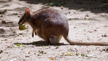 Kırmızı boyunlu karpuz doğal ortamda yaprak yiyor.