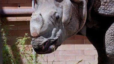 Büyük Hint gergedanları hayvanat bahçesindeki çimlerin tadını çıkarıyor.