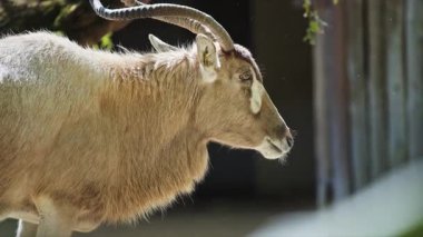 Addax hayvanat bahçesinde yavaşça yürüyor.