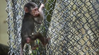 Genç hamadryas babunu tel örgüye tırmanmayı öğreniyor.