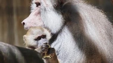 Hamadryas babun annesi yemek yiyen bebeğini kucağında tutuyor.