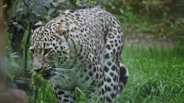 Pers leoparı ihtiyatlı bir şekilde yürüyor ve çevresini keşfediyor.