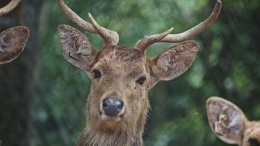 Kameraya bakan genç ve güzel bir erkek geyiğin portresi.