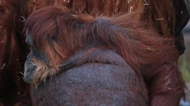 Büyük bir erkek orangutan hayvanat bahçesinde etrafını çeviriyor.