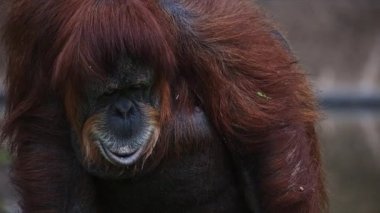 Orangutan hayvanat bahçesinde oturuyor, çevreye bakıyor ve çevreyle etkileşim içinde.