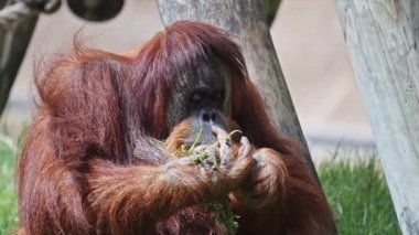 Turuncu Orangutan hayvanat bahçesinin etrafında oturuyor, çevreye bakıyor ve çevreyle etkileşim içinde.