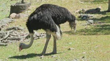 Hayvanat bahçesindeki çimenleri gagalayan siyah beyaz tüylü devekuşu.
