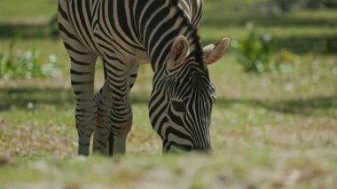 Zebra güneşli bir çayırda huzur içinde otluyor.
