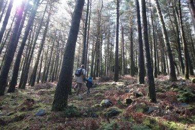 Baba ve oğul güneşli bir çam ormanında yosunlu bir tepede yürüyüş yaparken eğleniyorlar.