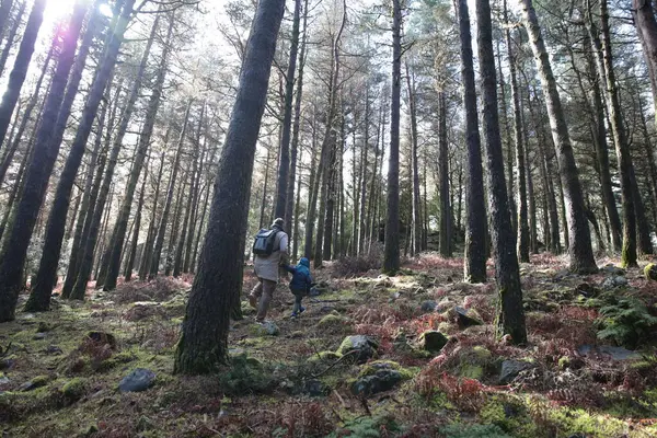 Baba ve oğul güneşli bir çam ormanında yosunlu bir tepede yürüyüş yaparken eğleniyorlar.