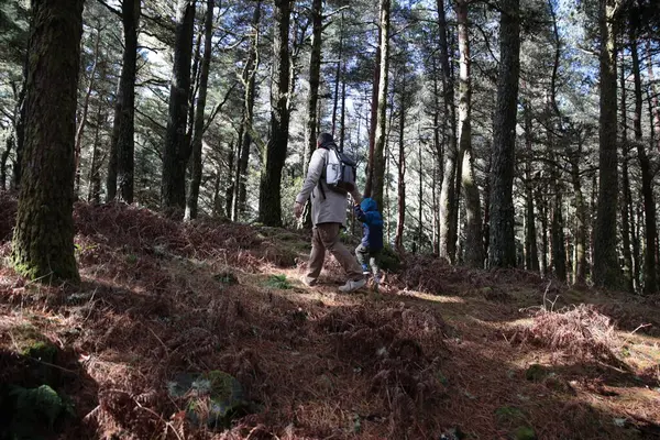Baba ve oğul güneşli bir çam ormanında yürüyüş yaparak sağlıklı yaşam tarzını ve aile bağlarını destekliyor.