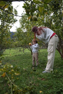 Anne ve oğul meyve bahçesinde limon hasat ediyorlar, aile bağları kuruyorlar ve sağlıklı bir yaşam sürüyorlar.