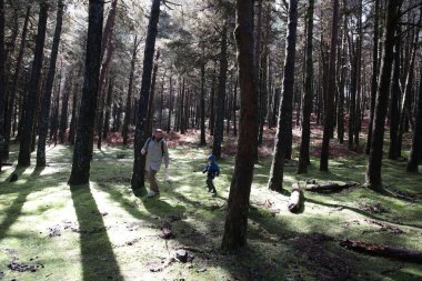 Baba ve çocuk yemyeşil yosunlarla dolu güneşli bir ormanda yürüyorlar.
