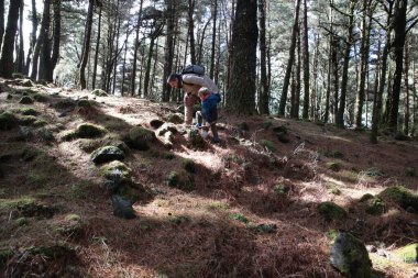 Baba ve oğul güneşli bir çam ormanında yürüyüş yaparak doğal çevreyi keşfediyorlar.