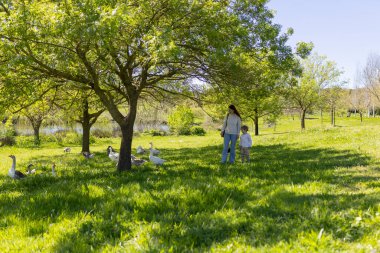Anne ve oğlu güneşli bir günde bir ağacın gölgesinde kazları gözlemleyerek parkta rahatça geziniyorlar.