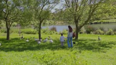 Anne ve çocuk göl kenarında, kazlarla çevrili, keyifli bir gezinti yapıyorlar.