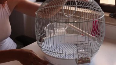 Kuş sahibi, kuş yemini yuvarlak bir kafeste yeniliyor.