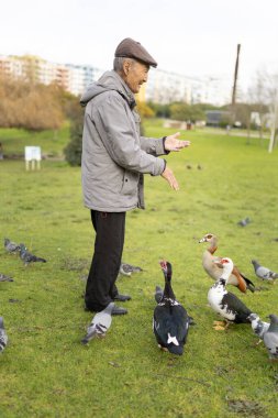 Kıdemli adam yeşil bir şehir parkında kuşlar ve ördekler ile etkileşimde.