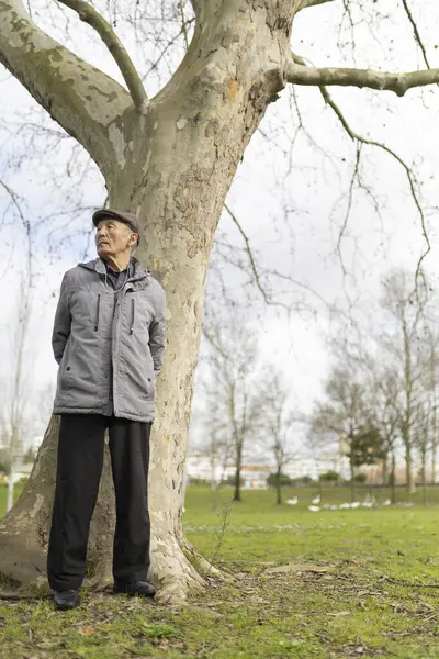 Yaşlı bir adam parkta huzurlu bir anın tadını çıkarıyor, çınar ağacına yaslanıyor ve doğayı düşünüyor.