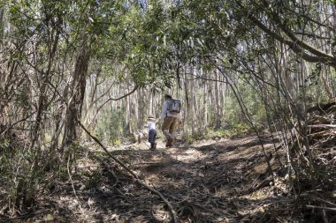 Baba ve oğul güneşli bir günde güzel bir okaliptüs ormanında yürüyüş yapıyorlar.