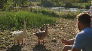 Ebeveynler ve çocuklar parktaki bir nehrin kenarında kaz besliyor.