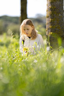 Botanik öğrencisi araştırma için tarladan sarı çiçekler topluyor.