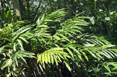 Baharatlar, kakule eletaria cardmomum, Thekkady Thekkadi, Idukki Bölgesi, Kerala, Hindistan 