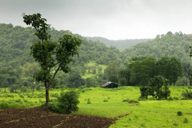 Yeşil tarlada kulübe Hindistan