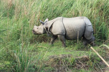 Gergedan boynuzlu gergedan unicornis Kaziranga ulusal parkında, Assam, Hindistan