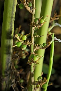 Spices, cardamom elettaria cardmomum green capsular fruits, Thekkady Thekkadi, Dist Idukki, Kerala, India  clipart