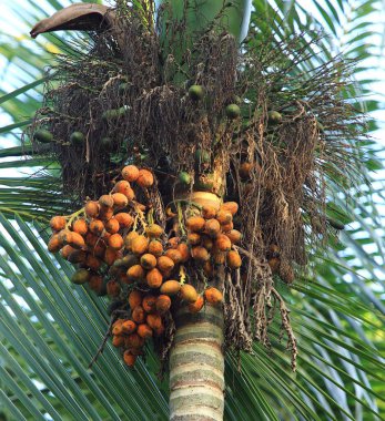 Bunch of betel nut areca catechu on betel palm , Thekkady in Idukki , Kerala , India clipart