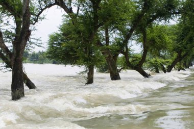 Trees in water of Kosi river flood of Bihar 2008 in Purniya district , Bihar , India clipart
