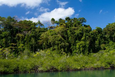 Tropikal yağmur ormanı Mangrove Wandoor Andaman adaları Hindistan Asya 