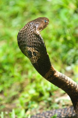 Monocellate cobra naja kaouthia , Snakegarden Badu , Calcutta Kolkata , West Bengal , India 13_September_2009 clipart