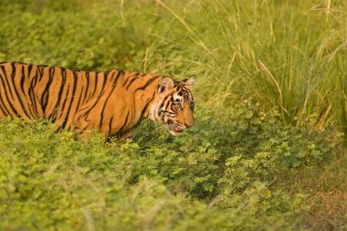 Tiger Panthera tigris, Ranthambore kaplan rezervi, Rajasthan, Hindistan