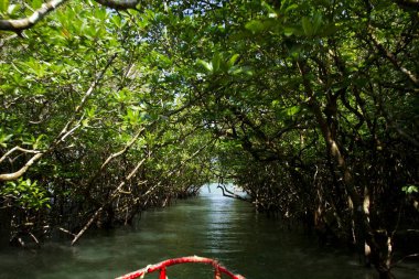 Baratang 'daki Mangrove Ormanı Andaman Hindistan Asya 