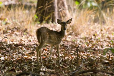 Bandhavgarh Ulusal Parkı Madhya Pradesh Hindistan 'da geyik görüldü.