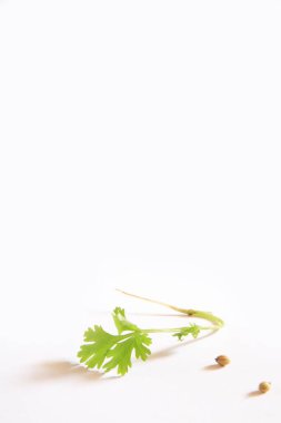 Hint baharatları, taze kişniş yaprakları ve tohumları beyaz arka planda Dhania Coriand rom sativum.